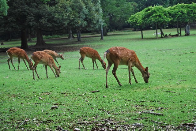 5. สัมผัสบรรดากวางที่แสนน่ารักที่ “สวนสาธารณะนารา” (Nara Park)