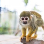 【ห้ามพลาด】10 สุดยอดสวนสัตว์(Zoos)ในคิวชู แนะนำจุดทัวร์โดยชาวญี่ปุ่น!!